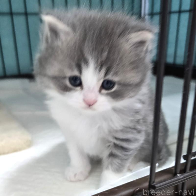 販売中の福岡県のマンチカン-138803