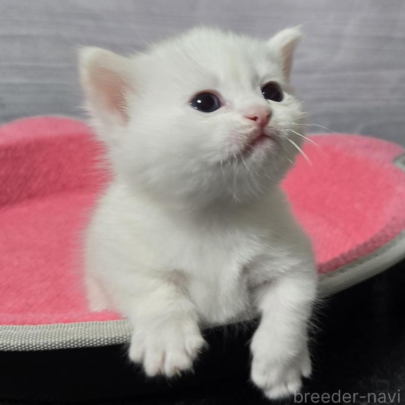 販売中の福岡県のマンチカン-139167