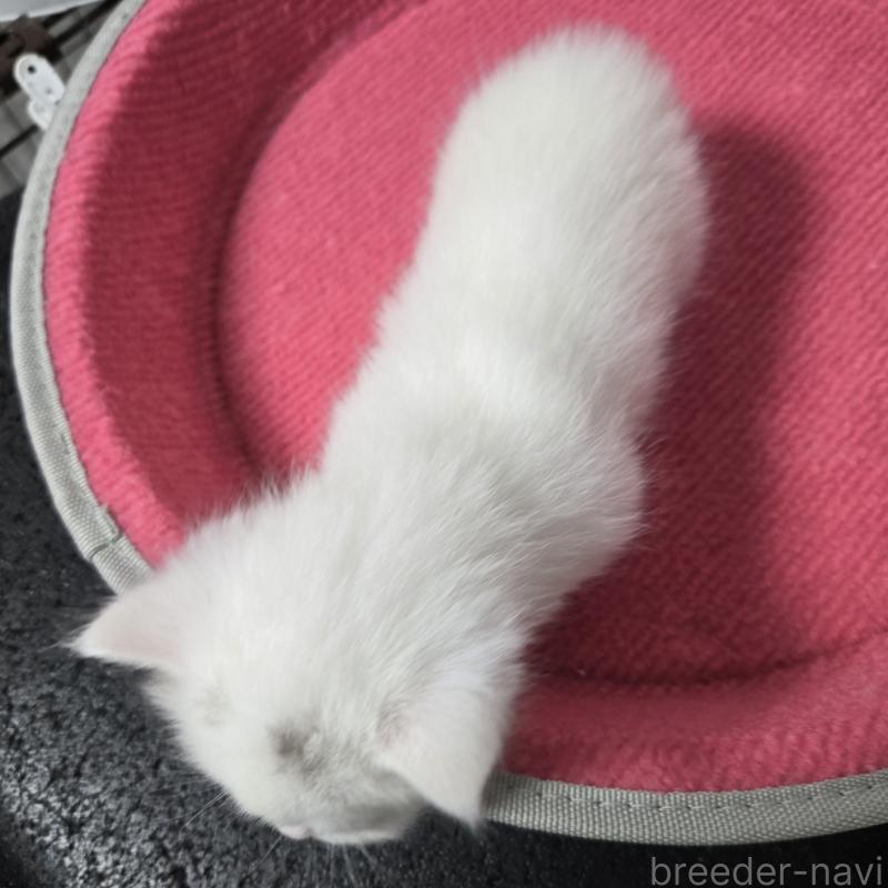 販売中の福岡県のマンチカン-139167の5枚目