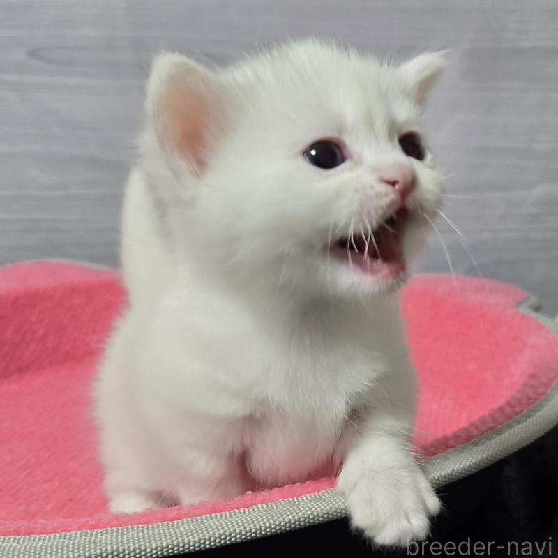 販売中の福岡県のマンチカン-139167の4枚目