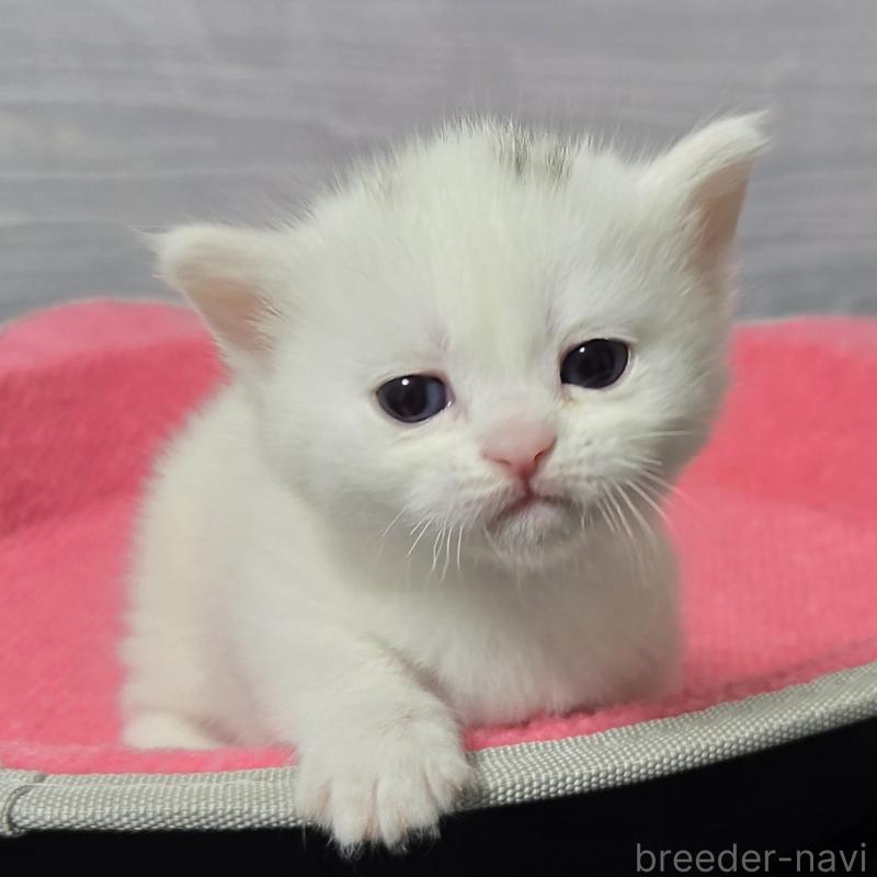 販売中の福岡県のマンチカン-139167の3枚目