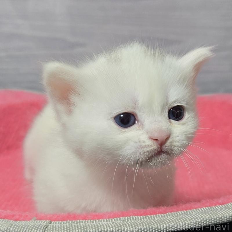 販売中の福岡県のマンチカン-139167の2枚目