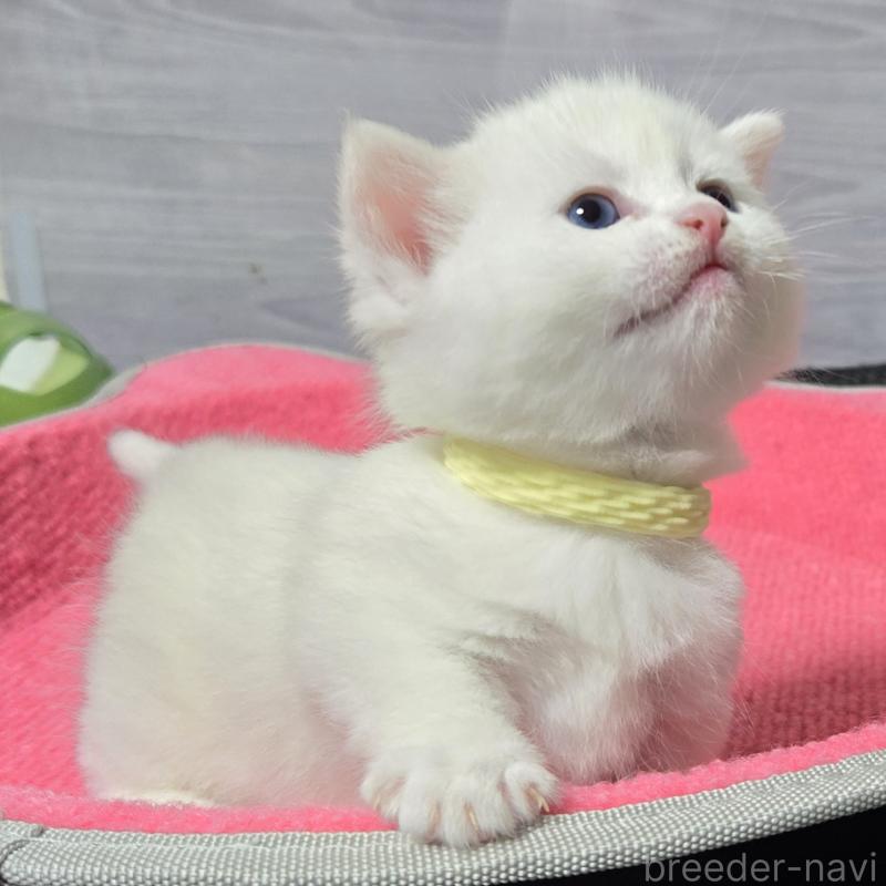 販売中の福岡県のマンチカン-139168