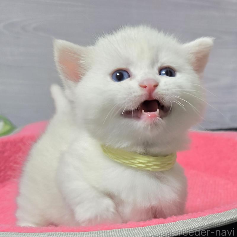 販売中の福岡県のマンチカン-139168の5枚目