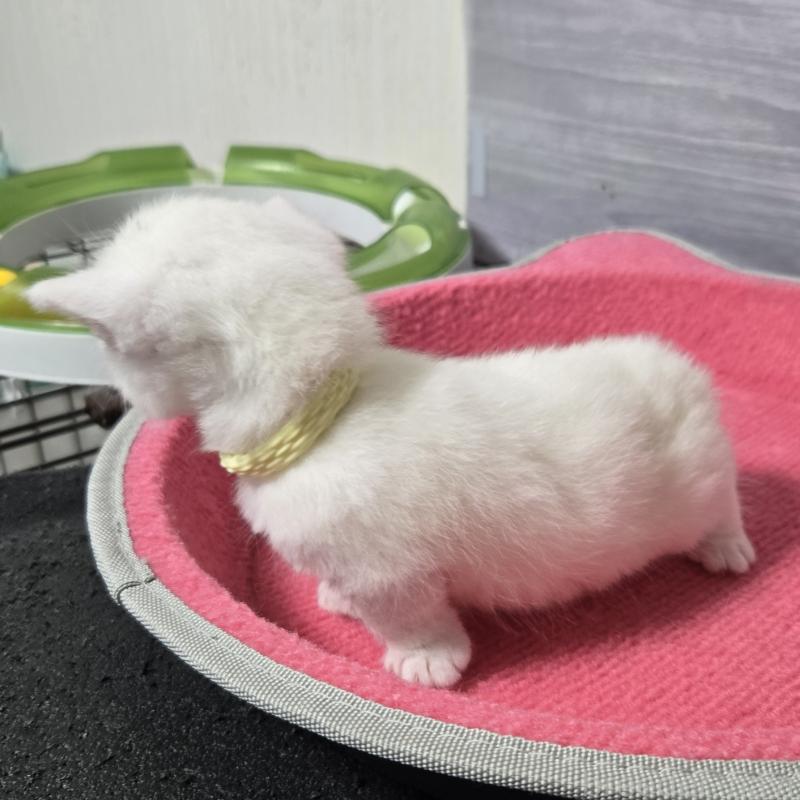 販売中の福岡県のマンチカン-139168の4枚目