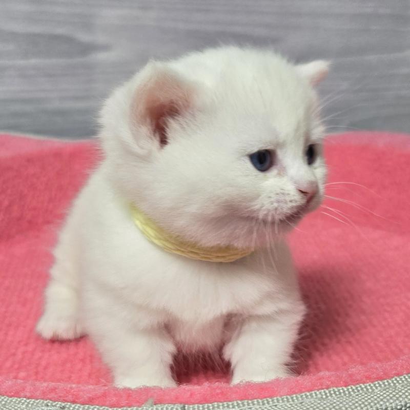 販売中の福岡県のマンチカン-139168の3枚目