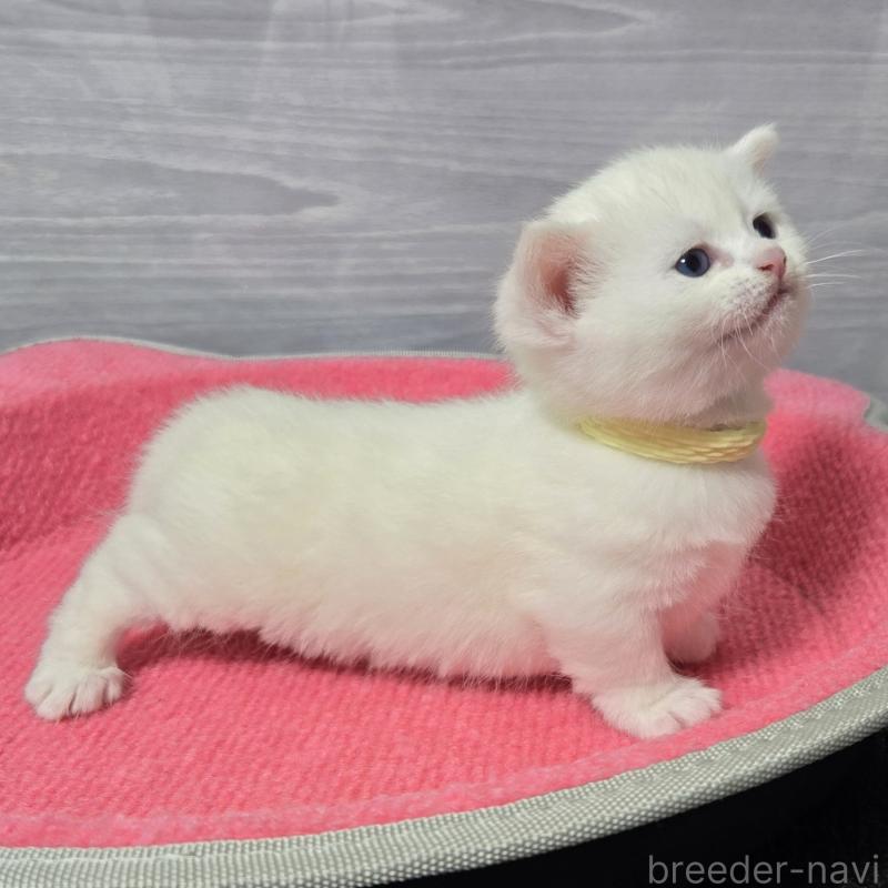 販売中の福岡県のマンチカン-139168の2枚目