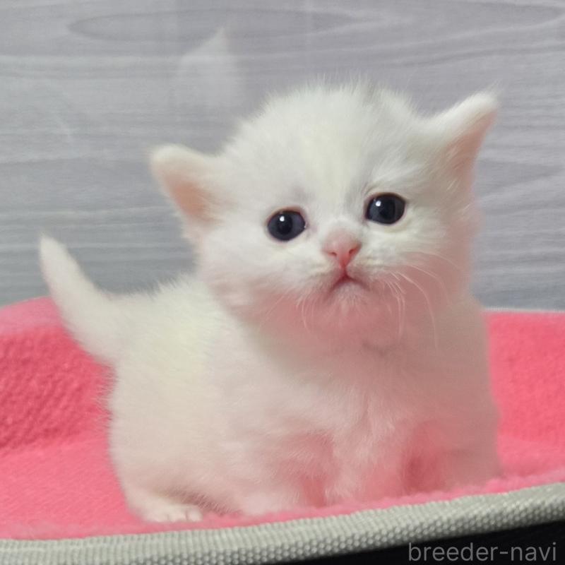 販売中の福岡県のマンチカン-139169の1枚目