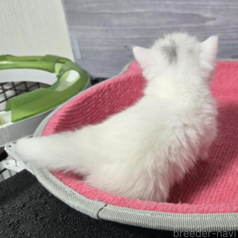 販売中の福岡県のマンチカン-139169の5枚目