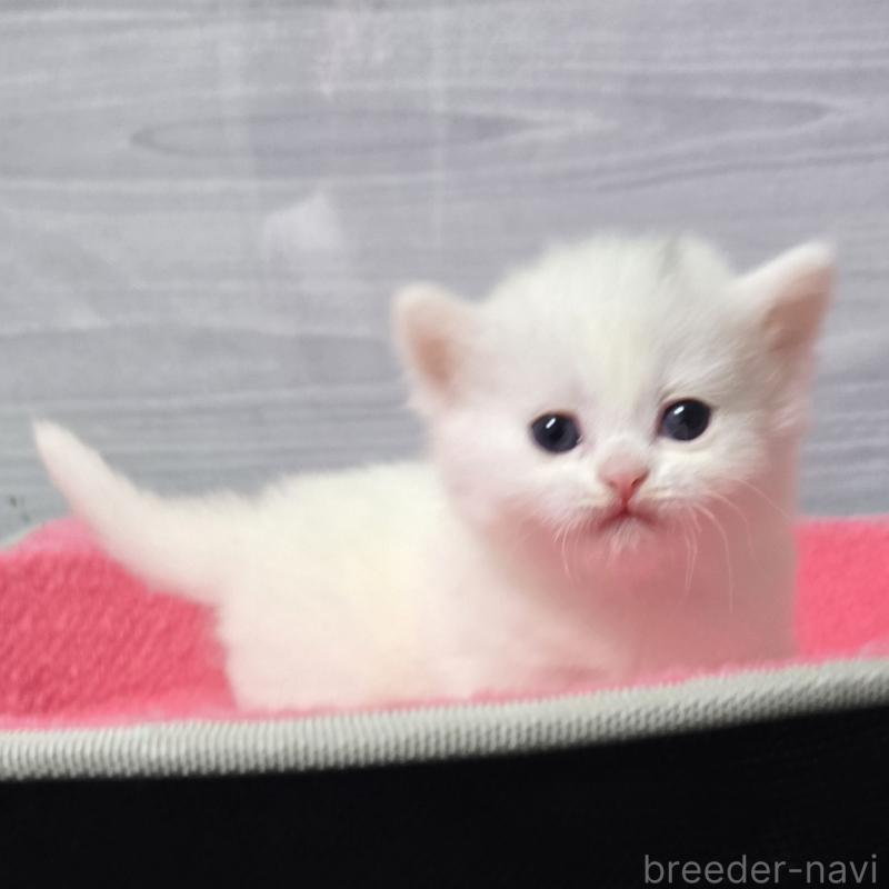 販売中の福岡県のマンチカン-139169の4枚目