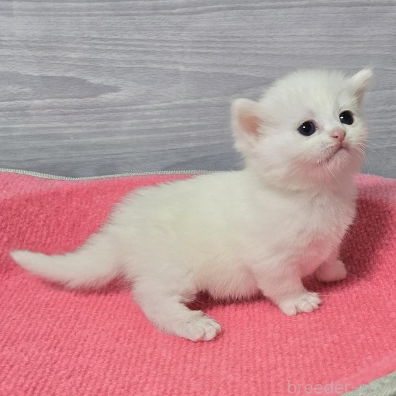 販売中の福岡県のマンチカン-139169の3枚目