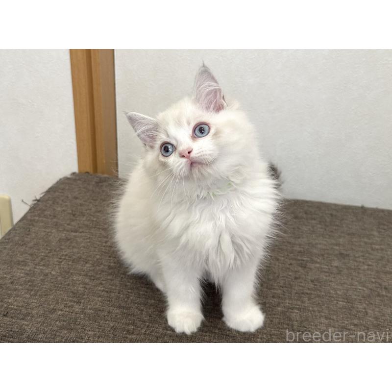 販売中の千葉県のラグドール-136138の15枚目