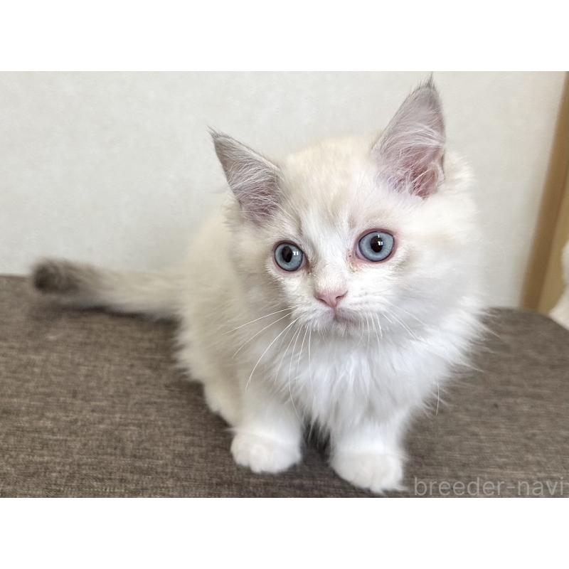 販売中の千葉県のラグドール-136138の14枚目