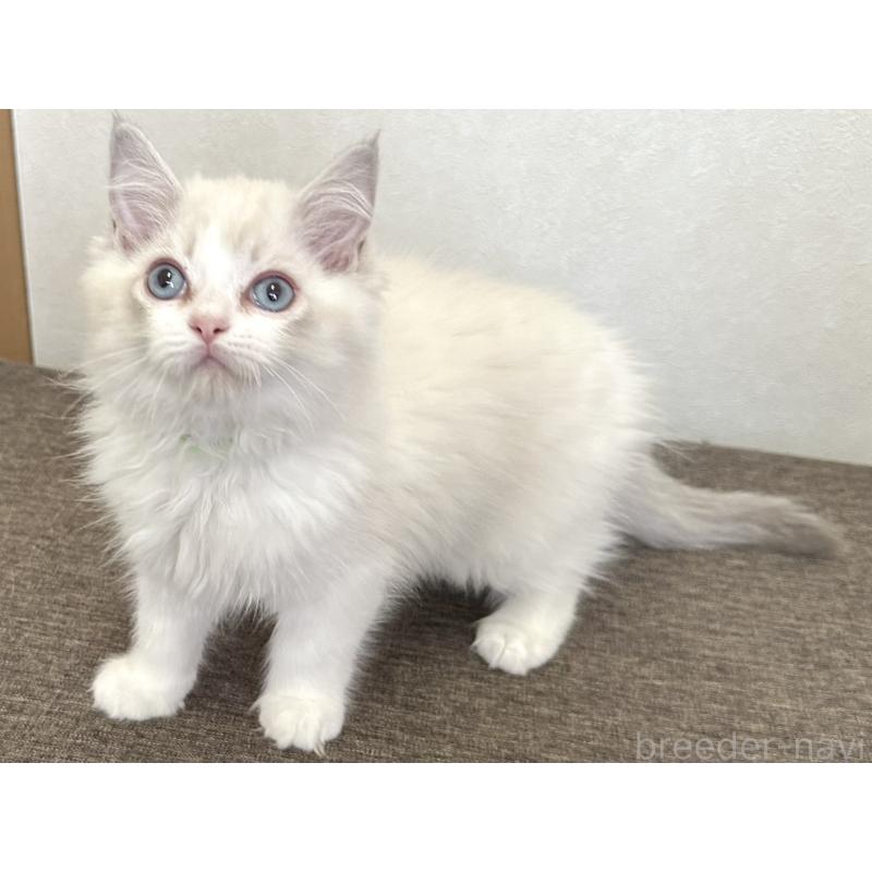 販売中の千葉県のラグドール-136138の13枚目