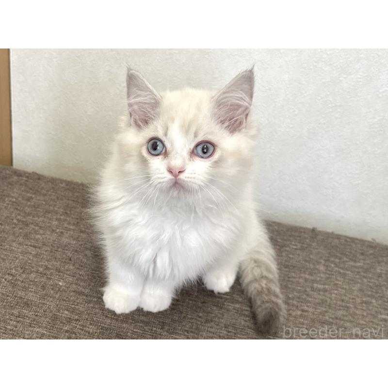 販売中の千葉県のラグドール-136138の12枚目