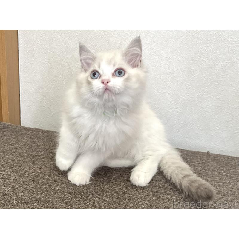 販売中の千葉県のラグドール-136138の11枚目