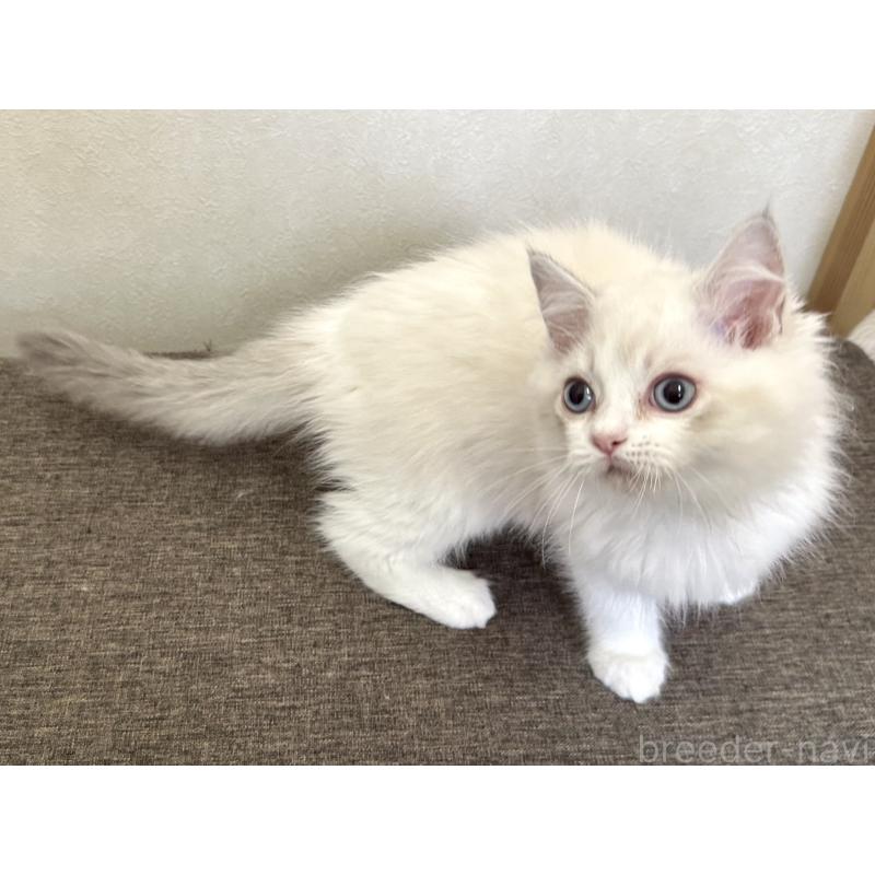 販売中の千葉県のラグドール-136138の10枚目