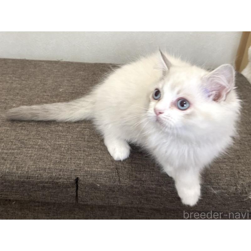 販売中の千葉県のラグドール-136138の9枚目