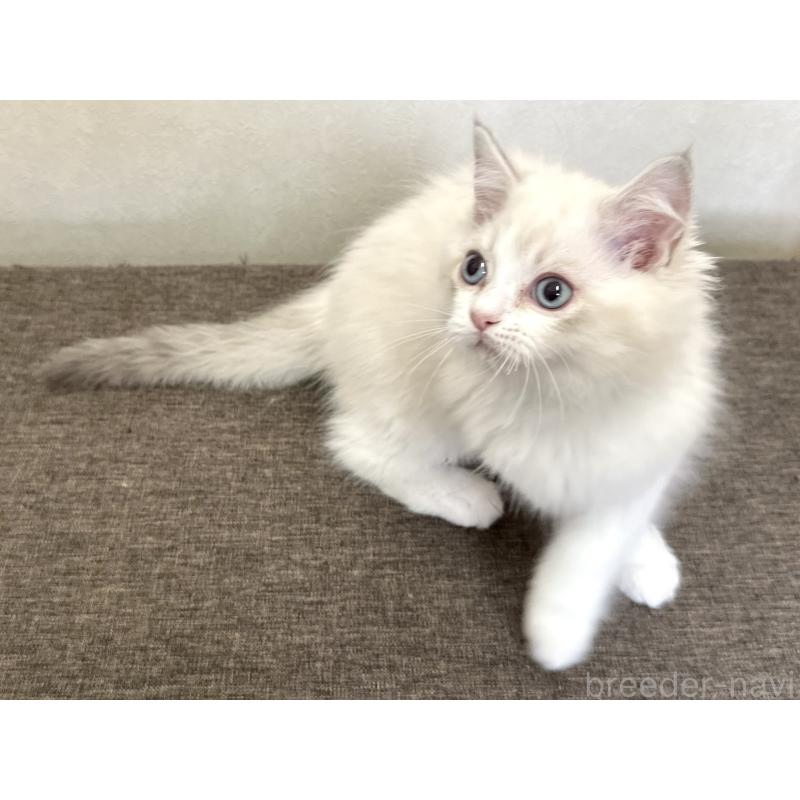 販売中の千葉県のラグドール-136138の8枚目