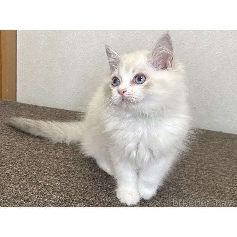 販売中の千葉県のラグドール-136138の7枚目