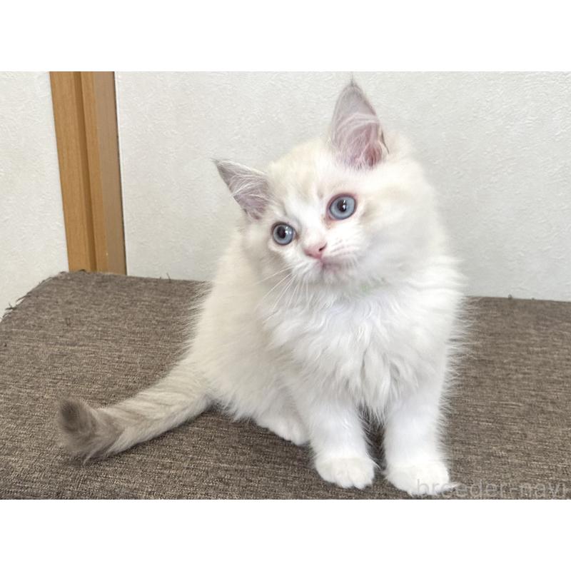 販売中の千葉県のラグドール-136138の6枚目