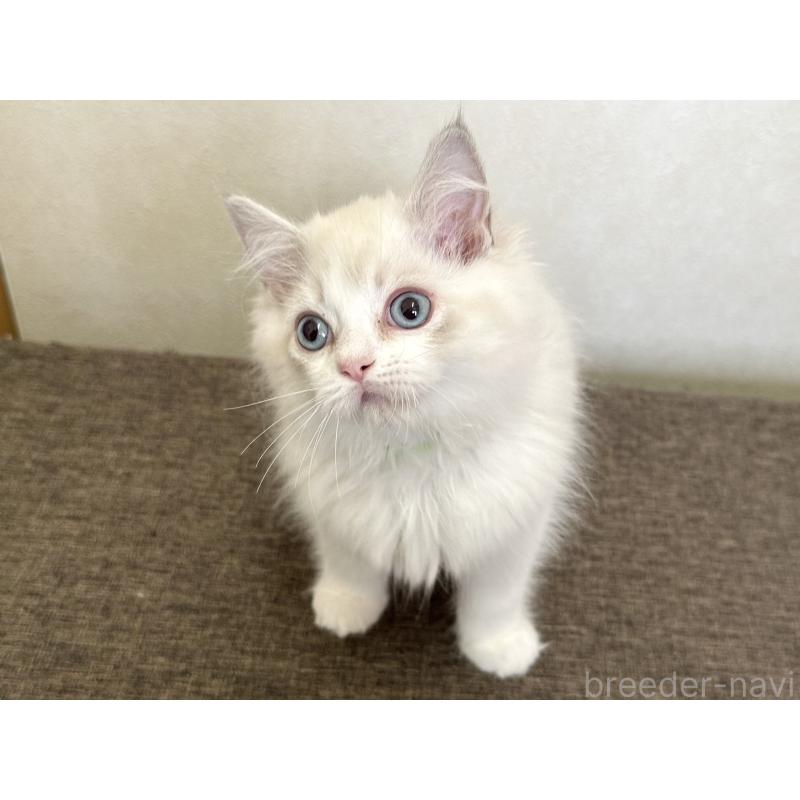 販売中の千葉県のラグドール-136138の5枚目