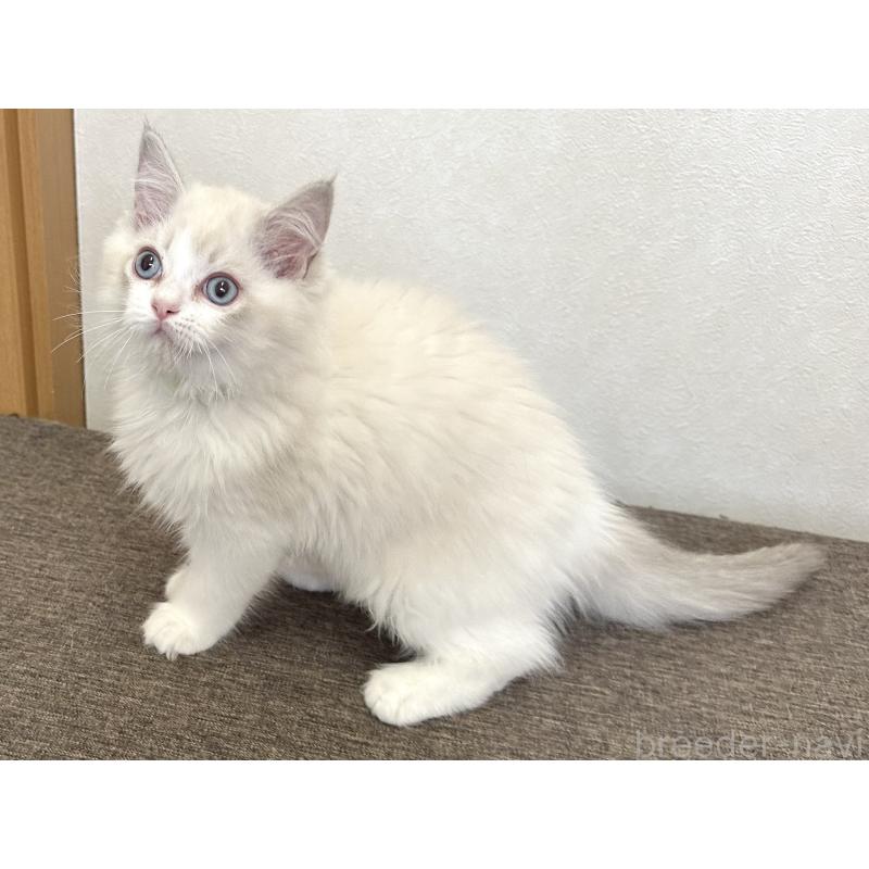 販売中の千葉県のラグドール-136138の4枚目