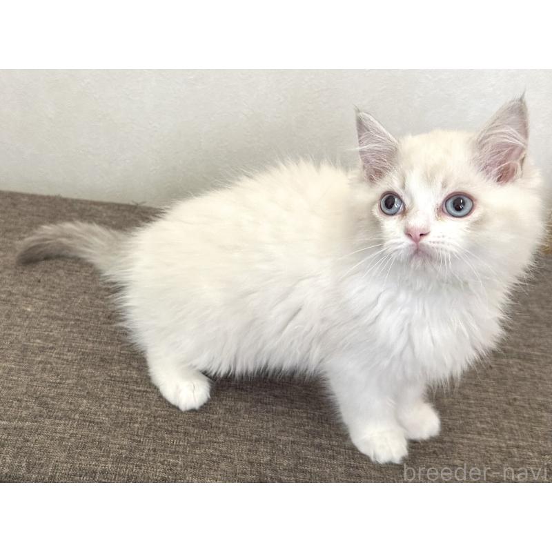 販売中の千葉県のラグドール-136138の3枚目