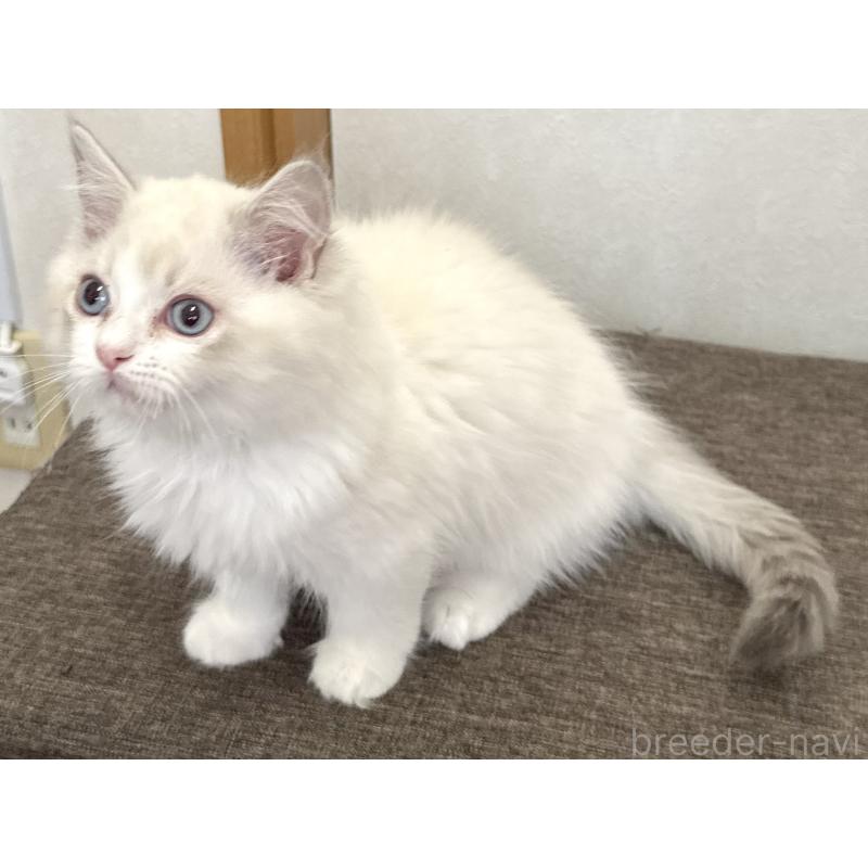 販売中の千葉県のラグドール-136138の2枚目