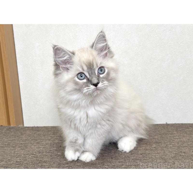 販売中の千葉県のラグドール-136140の15枚目