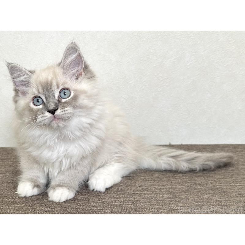 販売中の千葉県のラグドール-136140の14枚目