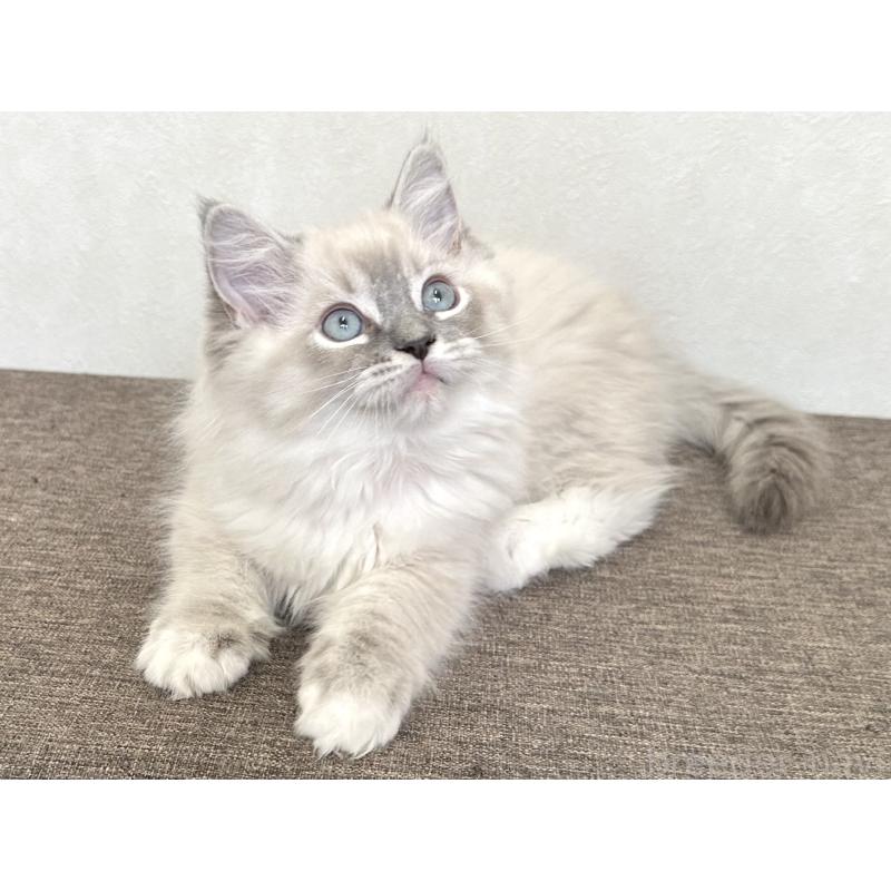 販売中の千葉県のラグドール-136140の13枚目