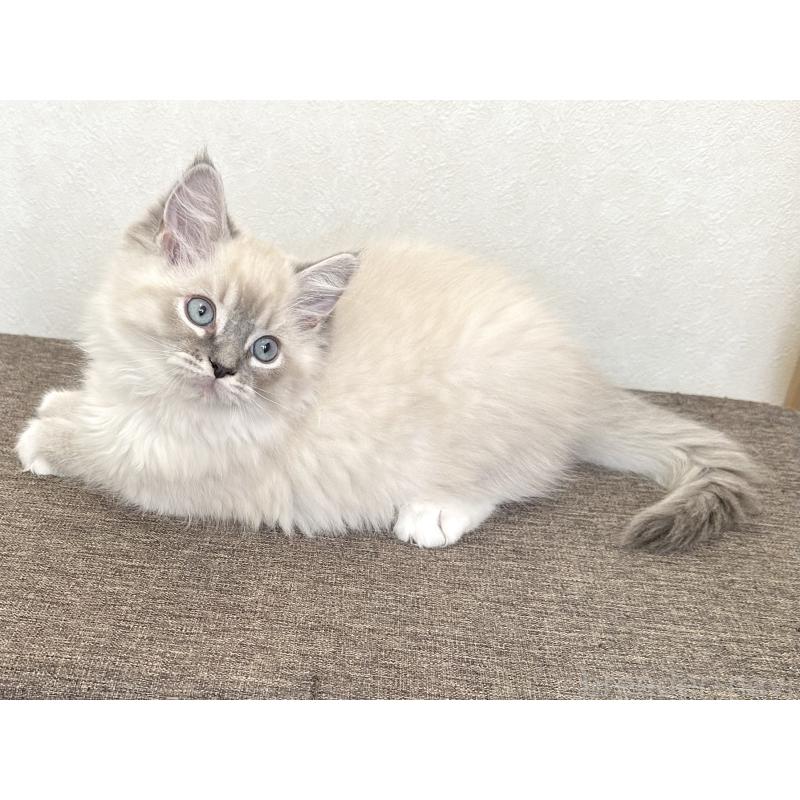 販売中の千葉県のラグドール-136140の12枚目