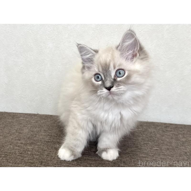 販売中の千葉県のラグドール-136140の11枚目