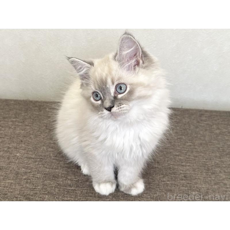 販売中の千葉県のラグドール-136140の10枚目