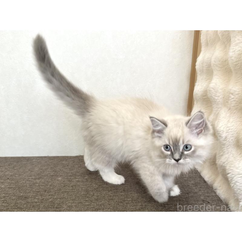 販売中の千葉県のラグドール-136140の9枚目