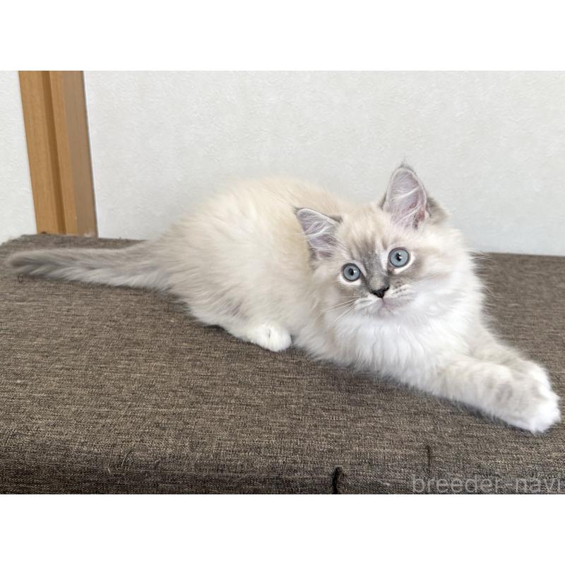 販売中の千葉県のラグドール-136140の8枚目