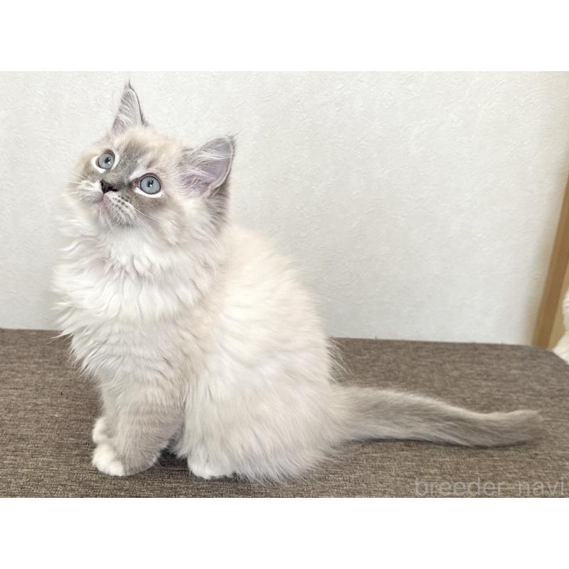 販売中の千葉県のラグドール-136140の7枚目