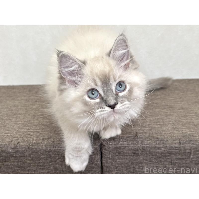 販売中の千葉県のラグドール-136140の5枚目