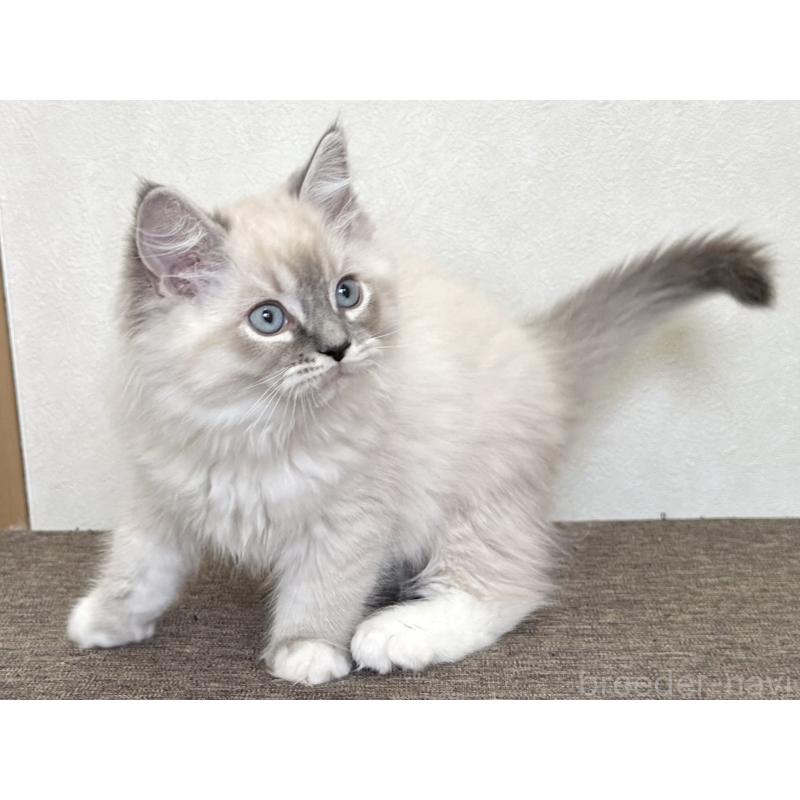 販売中の千葉県のラグドール-136140の4枚目