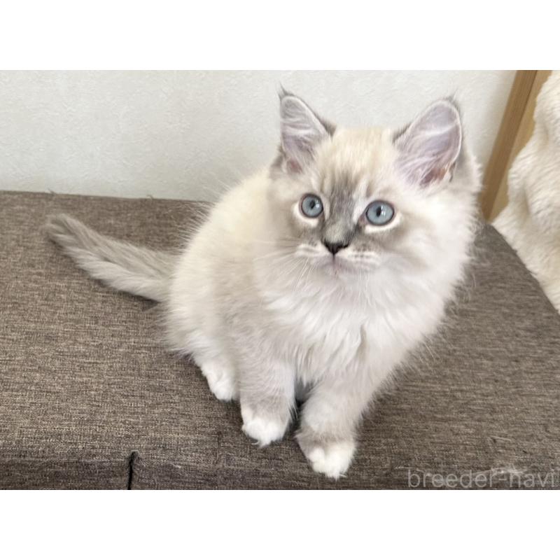 販売中の千葉県のラグドール-136140の3枚目