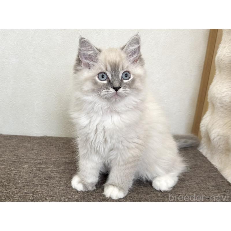 販売中の千葉県のラグドール-136140の2枚目