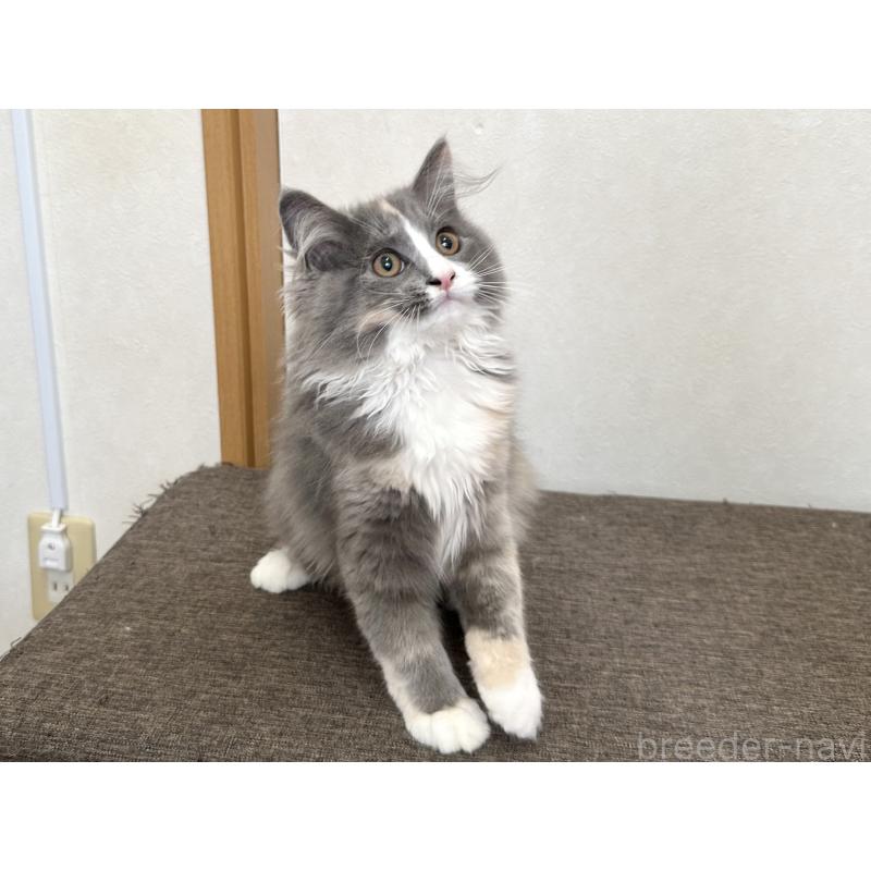 販売中の千葉県のラガマフィン-133932の15枚目