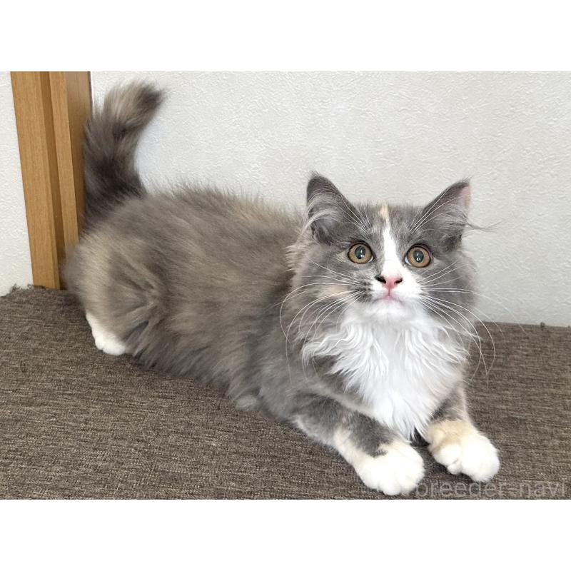 販売中の千葉県のラガマフィン-133932の13枚目