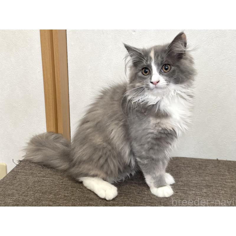 販売中の千葉県のラガマフィン-133932の11枚目