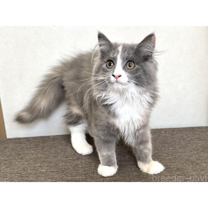 販売中の千葉県のラガマフィン-133932の8枚目