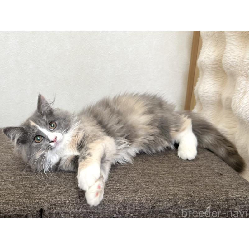 販売中の千葉県のラガマフィン-133932の7枚目