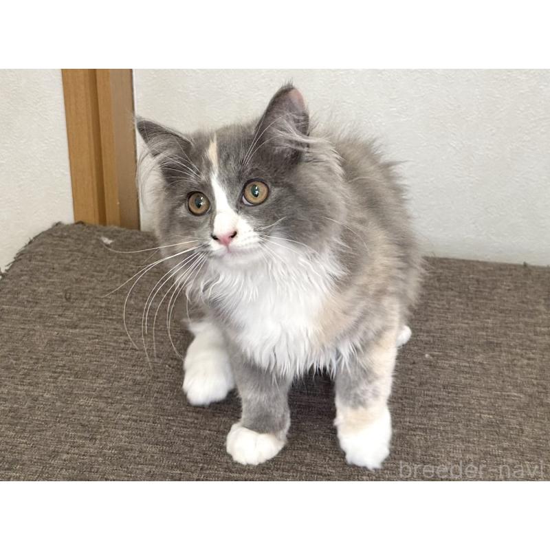 販売中の千葉県のラガマフィン-133932の5枚目