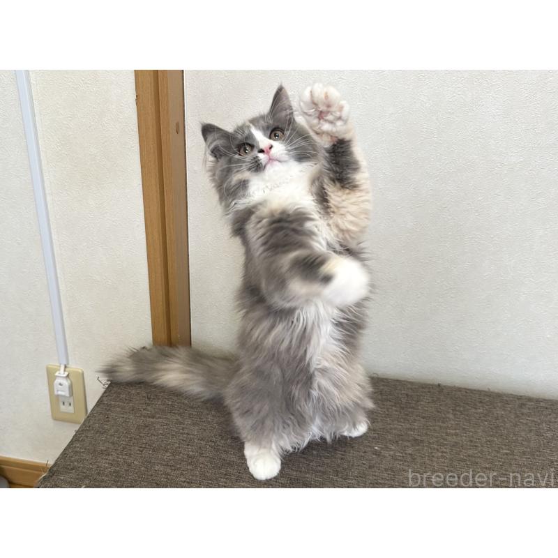 販売中の千葉県のラガマフィン-133932の3枚目