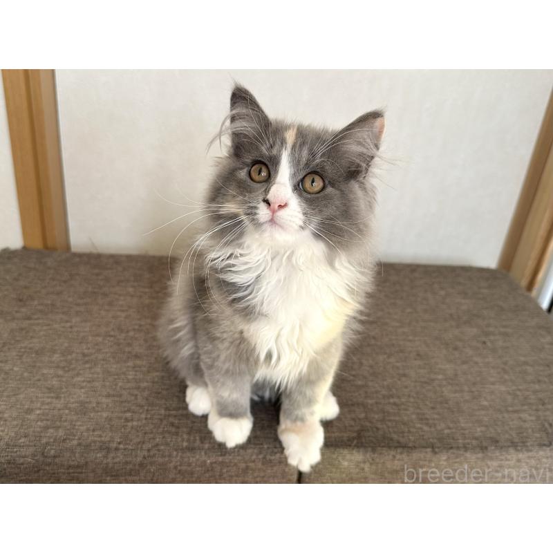 販売中の千葉県のラガマフィン-133932の2枚目